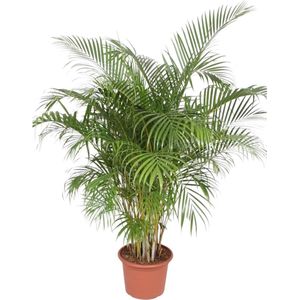 Dypsis Lutescens (Areca Palm) - 200 cm - ø40