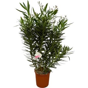 Nerium Oleander struik met witte bloem - 150 cm - Ø32cm
