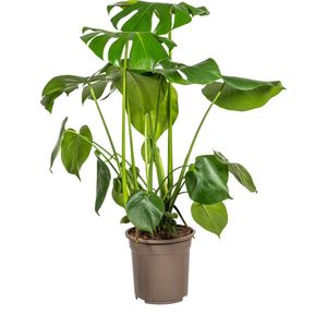 De Monstera Tauerii, Hartvormige Bladeren, Gatenplant, Groene Kamerplant, Monstera Deliciosa Tauerii Ø21cm - 80cm