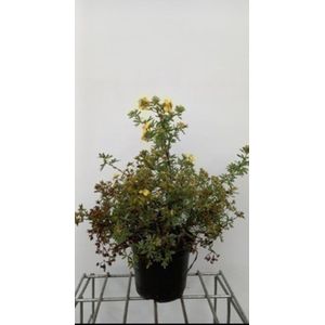 2 x Potentilla frut. 'Goldstar' - Struikganzerik, Heesterganzerik, 25- 30 cm in pot