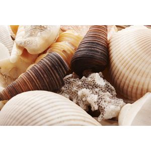 Dibond - Zee / Water / Strand - Strand in beige / bruin / wit / zwart - 80 x 120 cm