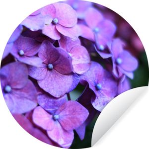 Behangcirkel - Behangcirkel bloemen - Hortensia - Bloemen - Natuur - Paars - Behang zelfklevend - 80x80 cm - Behang rond - Zelfklevend behang
