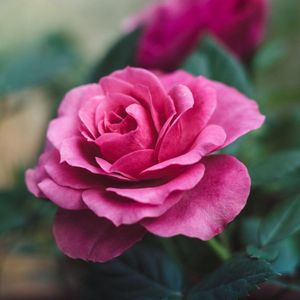 Roos Queen Elizabeth – Grootbloemige Rosa