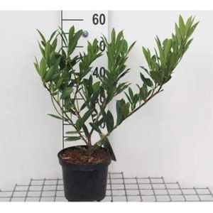 1 x Prunus laurocerasus 'Otto Luyken' - LAURIERKERS 30 - 40 cm in pot