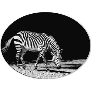 WallClassics - Dibond Ovaal - Eenzame Zebra (Zwart- wit) - 40x30 cm Foto op Ovaal (Met Ophangsysteem)