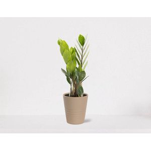 Zamioculcas in sierpot Babe zand – luchtzuiverende kamerplant – eenvoudig te onderhouden emerald palm - 30-40cm - Ø13 – geleverd met plantenpot – vers uit de kwekerij