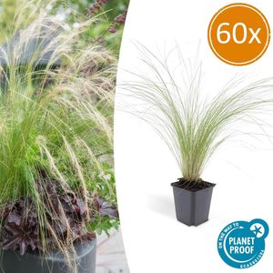 60 Stuks Mexicaans Vedergras, Sierlijk Fijn Harig Siergras, Stipa tenuissima 'Ponytails' - 10-25cm - Ø9cm