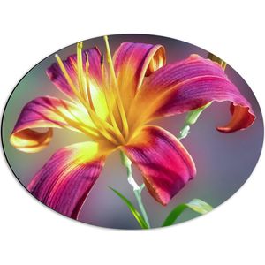 WallClassics - Dibond Ovaal - Roze met Gele Bloem in het Veld - 56x42 cm Foto op Ovaal (Met Ophangsysteem)