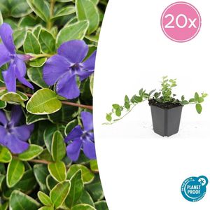 20 Stuks Maagdenpalm Argenteovariegata , Blad met Zilverachtige Witte Rand met Paarse Bloemen, Vinca minor - 10-25cm - Ø9cm