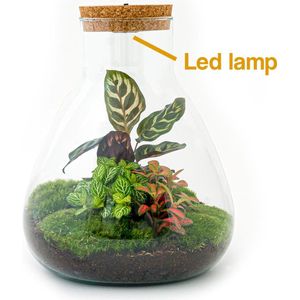 Terrarium - Sam LED Calathea - ↑ 30 cm - Ecosysteem plant - Kamerplanten - DIY planten terrarium - Mini ecosysteem