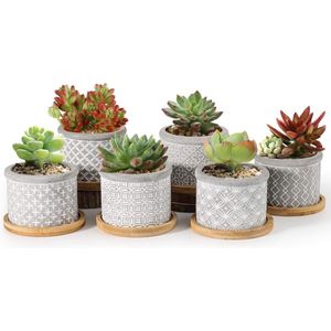 Vetplant Bloempot Set van 6 - Cement Succulente Plantenpot - Bamboe Onderzetter - Ronde Binnen Cactus Pot - Grijs - Sappige Aloë Kruid Decoratie.