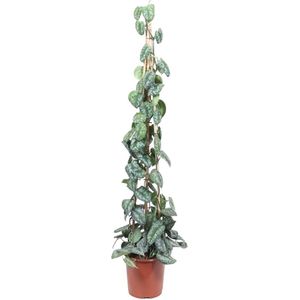 Scindapsus Pictus Trebie piramide - Potmaat 27cm - Hoogte 160cm