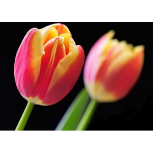 Dibond - Bloemen - Bloem - tulp / tulpen in rood / geel / groen / zwart - 100 x 150 cm
