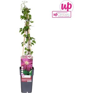 Plantenboetiek.nl | Clematis Ernest Markham - Ø15cm - 65cm hoog - Tuinplant