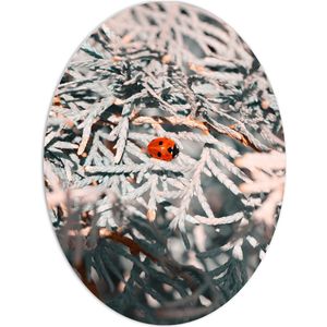 WallClassics - PVC Schuimplaat Ovaal - Close-up van Lieveheersbeestje op Witte Takken van Bomen - 60x80 cm Foto op Ovaal (Met Ophangsysteem)