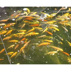 koivoer voor een goede groei 4,5 mm 2 kg (5 liter) met en proteïnegehalte van 40 % - visvoer - vissenvoer - vijvervoer - kleurvoer – koikorrel - korrels - voer - drijvend - koikarper – goudvis