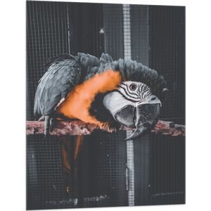 WallClassics - Vlag - Zwart met Oranje Papegaai op een Tak in een Kooi - 75x100 cm Foto op Polyester Vlag