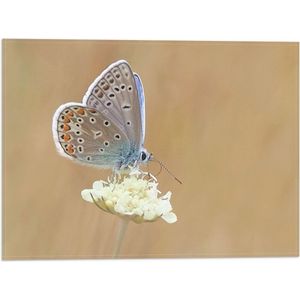 WallClassics - Vlag - Icarusblauwtje Vlinder op Witte Bloem - 40x30 cm Foto op Polyester Vlag