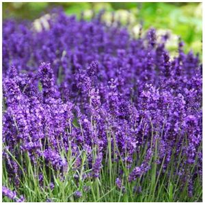 Garden Select - Set van 24 winterharde Lavendel struikjes - Lavandula angustifolia - Pot ⌀10.5cm - Hoogte ↕ 15-25cm