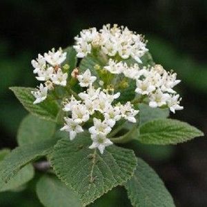 Viburnum Lantana - Wollige sneeuwbal - 40-60 cm pot: Compacte struik met wollige bladeren en witte bloemtrossen.