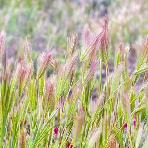 MRS Seeds & Mixtures Prairietuin Compleet - Bloemenmengsel meerjarig - Groeihoogte: 20-150 cm