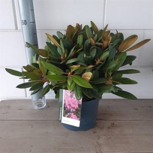 Plants Online - Tuinplanten - Heesters - Set van 1 - Rhododendron (Y) 'Silberwolke' - 5 liter pot - Plant 25-30 cm
