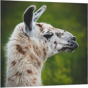 WallClassics - Vlag - Opzij kijkende Witte Lama met Bruine Vlekken - 100x100 cm Foto op Polyester Vlag