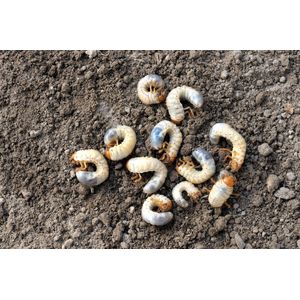 Ferrarium aaltjes tegen engerlingen - voor 50m² grond - Heterorhabditis bacteriophora - Meikever – Coloradokever – Taxuskever - Junikever –- Rozenkever – Johanneskever - bladsprietkever - Sallandkever - Engerlingen bestrijding - 100% ecologisch