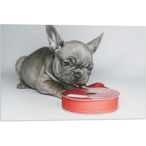 WallClassics - Vlag - Grijze Hond met Rood Lintje in Mond - 60x40 cm Foto op Polyester Vlag