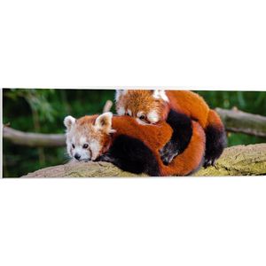 WallClassics - PVC Schuimplaat- Knuffelende Rode Panda's - 90x30 cm Foto op PVC Schuimplaat