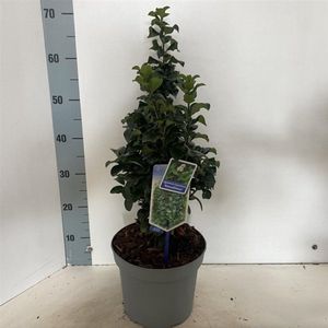 Plants Online - Tuinplanten - Heesters - Set van 1 - Ligustrum japonicum 'Rotundifolium' - 5 liter pot - Plant 40-50 cm