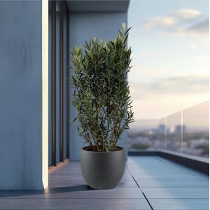 Nerium Oleander struik - 160cm