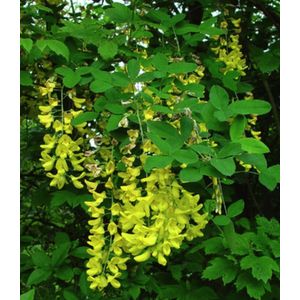 Laburnum anagyroides - Goudenregen, Gewone Goudenregen 8/10 cm stamomtrek - Hoogstam in pot
