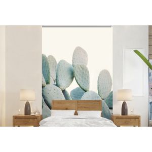 Plant - Groen - Cactus - Natuur - Behangpapier