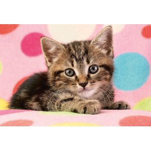 Schmidt Cute Kitten, 100 stukjes - Puzzel - 6+