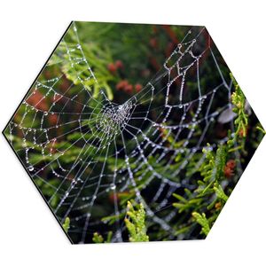 WallClassics - Dibond Hexagon - Spinnenweb in de heg - 50x43.5 cm Foto op Hexagon (Met Ophangsysteem)