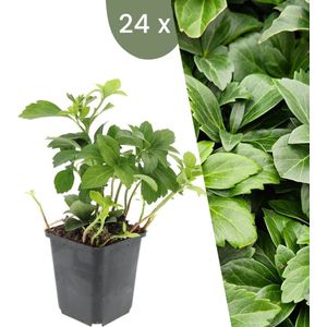 Plants by Frank | 24 Dikkemanskruid planten | Pachysandra terminalis | Winterharde bodembedekker planten | tuinplanten | Winterharde vaste planten meerjarig | Winterharde tuinplanten