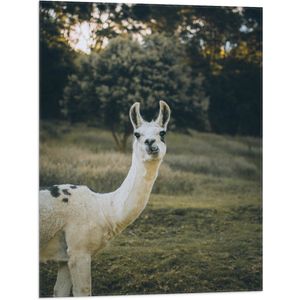 WallClassics - Vlag - Witte Lama met Zwarte Vlekken in de Natuur - 60x80 cm Foto op Polyester Vlag