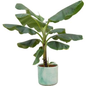 Plantenboetiek.nl | Bananenplant (Musa) inclusief Ocean Round pacifisch groen - Ø22cm - 90-100cm hoog - Kamerplant - Arrangement - Plant met pot