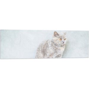 WallClassics - Vlag - Bange Grijze Kat - 120x40 cm Foto op Polyester Vlag