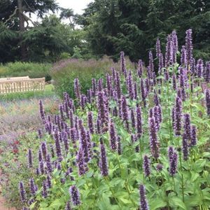 12 x Dropplant Black Adder Zwart|Paars - Anijsplant Geurende Tuinplant - Agastache Black Adder in C2(liter) pot met hoogte 10-30cm