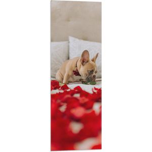 WallClassics - Vlag - Hondje op Bed met Rode Rozenblaadjes - Franse Buldog - 30x90 cm Foto op Polyester Vlag