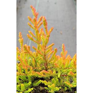 Zomerheide Oranje/Roze - 10 Stuks - Calluna vulgaris 'Wickwar Flame' - P10.5 - Plant - Tuinplant - Heide