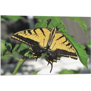 WallClassics - Vlag - Geel / Zwarte Vlinder op Groen Plant - 75x50 cm Foto op Polyester Vlag