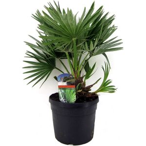 Plant in a Box - Chamaerops 'Vulcano' - Winterharde Dwergpalm - De perfecte tuinplant - Pot 19cm - Hoogte 35-45cm