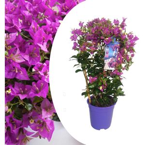 Plant in a Box - Bougainvillea 'Alexandra' - Paarse bladeren - Klimplant - Tuinplant - Pot 17cm - Hoogte 50-60cm