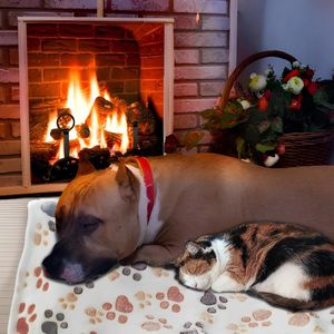 huisdierdeken voor hond of kat, zachte afwerking, zware winterdeken, fleece deken gezellig kattenbed 60*40cm