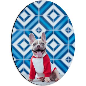 WallClassics - Dibond Ovaal - Puppy met Trui bij een Blauwe Achtergrond - 30x40 cm Foto op Ovaal (Met Ophangsysteem)