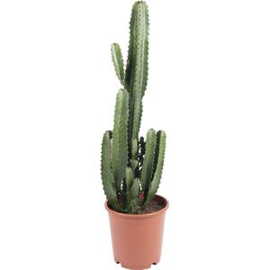 WL Plants - Euphorbia Acrurensis - Cactus - Cowboy cactus - Kamerplanten - ± 80cm hoog - 24cm diameter - in Kweekpot