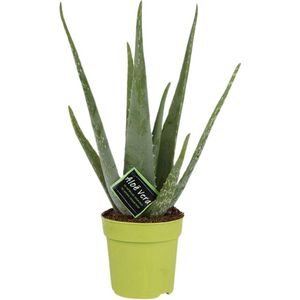 Vetplant – Aloë VeraSources- Flora (Aloe Vera) – Hoogte: 45 cm – van Botanicly